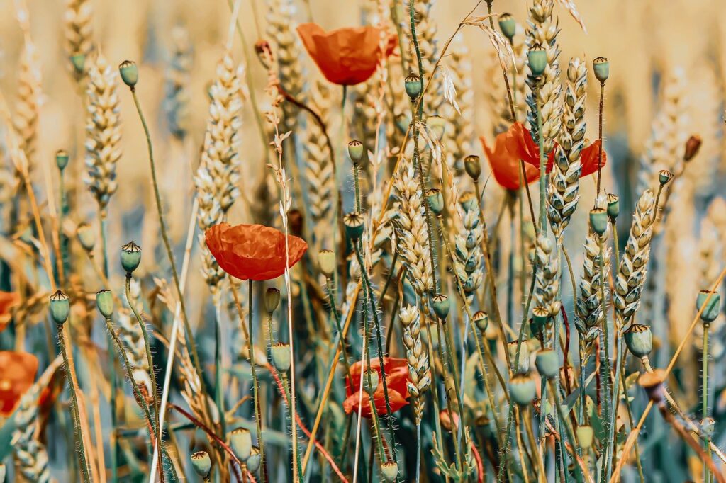 poppies, flowers, wheat field-5369740.jpg